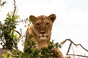 006-Okavango-2ndDriveLions