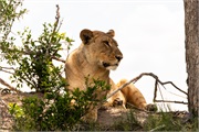 008-Okavango-2ndDriveLions