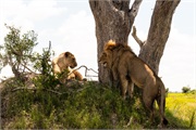 013-Okavango-2ndDriveLions