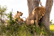 016-Okavango-2ndDriveLions