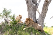 020-Okavango-2ndDriveLions