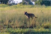 007-OkavangoDelta4