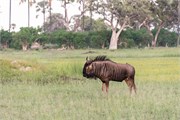 010-OkavangoDelta4