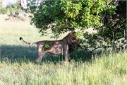 029-OkavangoDelta4