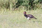 032-OkavangoDelta4