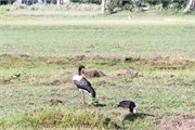 034-OkavangoDelta4