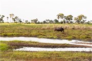 040-OkavangoDelta4