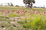 047-OkavangoDelta4