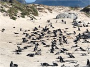 017-CapePointDrive