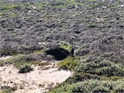 031-CapePointDrive