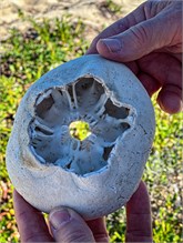 28-DryTortugas