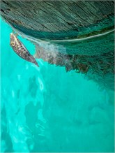 48-DryTortugas