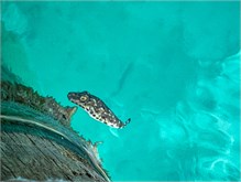 49-DryTortugas