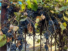 032_1008b-Vidin