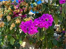 034_1016a-Brac-Island