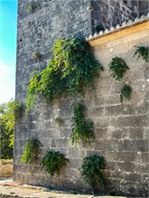 057_1016a-Brac-Island