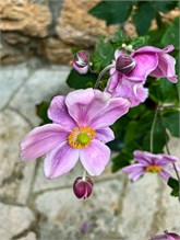 011_1017a-Konavle-Croatia