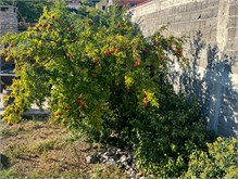 054_1019-Korcula-Croatia