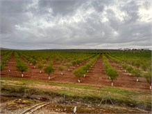 37-Malaga-Spain