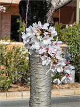 16JardinJaponais