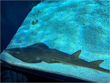 11Musee_Oceanography