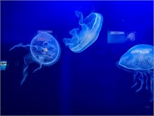 13Musee_Oceanography