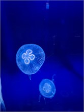 14Musee_Oceanography
