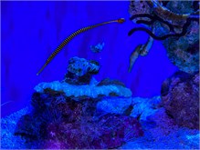 16Musee_Oceanography