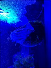17Musee_Oceanography
