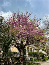 20Corfu_Greece