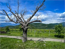 06-Kakheti-Region