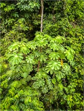 45-Puntarenas-2023