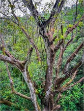 53-Puntarenas-2023