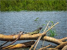 16-Rio_Grande_Tarcoles