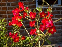 19-Cabo_San_Lucas