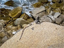 34-Cabo_San_Lucas