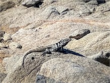 37-Cabo_San_Lucas