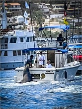 41-Cabo_San_Lucas