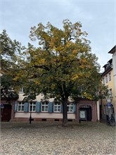 69-Freiburg