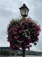 05-Rudesheim-am-Rein