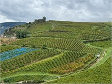 25-Rudesheim-am-Rein