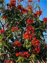 08-Arucas_Grand-Canaria