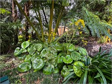 54-Funchal_Madeirq