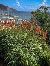 63-Funchal_Madeirq