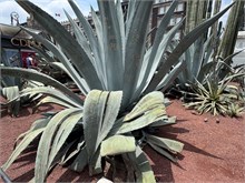 IMG_4400
