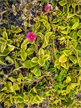 46-Tenerife-062024