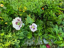06-Giverny-Gardens