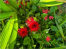 07-Giverny-Gardens