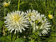 30-Giverny-Gardens