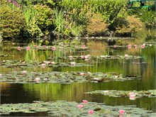 02-Girerny-Water-Lillies